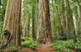 Caminhada no parque das árvores gigantes, o Redwood National Park, no norte da Califórnia, nos Estados Unidos